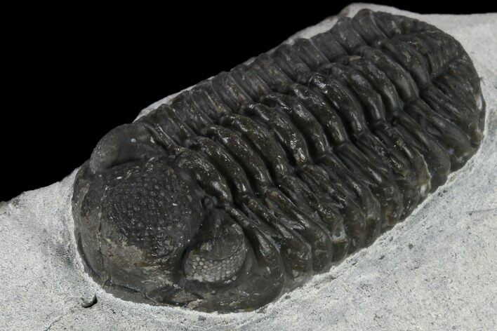 Adrisiops Weugi Trilobite - Recently Described Phacopid #115229